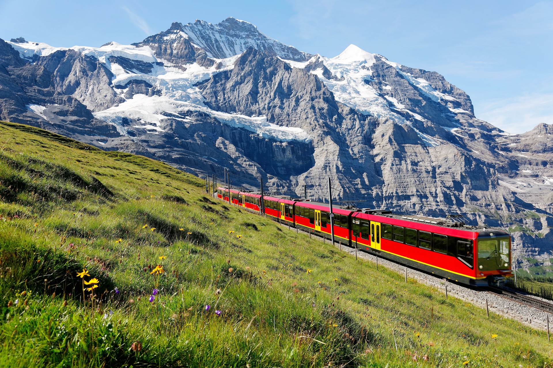 A tourist train travels on Jungfrau Railway from Jungfraujoch (Top of Europe) to Kleine Scheidegg & wild flowers bloom on a green grassy hillside under blue sunny sky in Bernese Oberland, Switzerland
