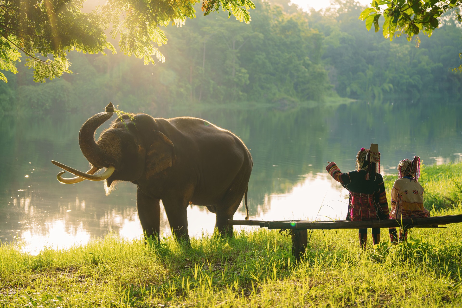 Back view tourist couples watching Asian elephants in Thailand